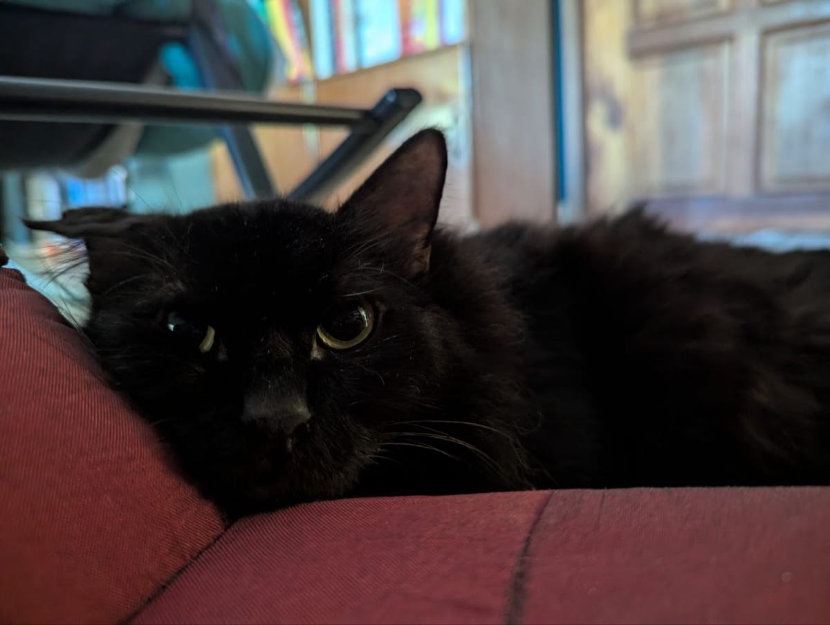 black cat staring right at the camera, rocking chair in background